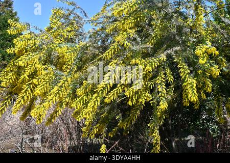 Cootamundra-Flechtblumen (Acacia baileyana). Immergrüner Baum der Fabaceae. Eine Nektar-Quellpflanze mit duftenden gelben Blüten, die im Frühjahr blühen. Stockfoto
