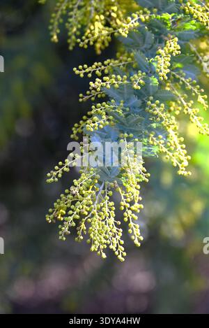 Cootamundra-Flechtblumen (Acacia baileyana). Immergrüner Baum der Fabaceae. Eine Nektar-Quellpflanze mit duftenden gelben Blüten, die im Frühjahr blühen. Stockfoto