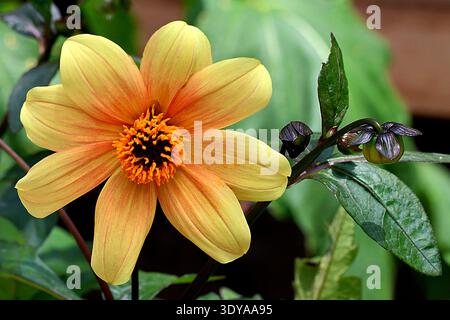 Nahaufnahme einer leuchtenden gelben und orangen Dahlia „Mondfeuer“-Blume mit dunklem Bronzebaub in einem Sommergarten. Stockfoto