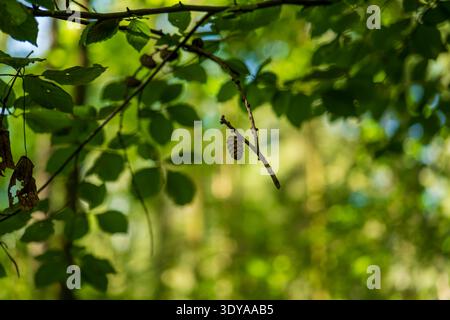 Ein kleiner Kiefernkegel hängt an einem schlanken Zweig in einem litauischen Wald. Breite Blätter sorgen für sanftes Bokeh und warmes Licht mit geringer Schärfentiefe Stockfoto