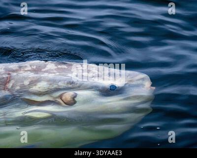 Sonnenfische, Mola Mola, schwimmen nahe der Oberfläche, Monterey Bay National Marine Sanctuary, Monterey Bay, Monterey, Kalifornien, USA, Pac Stockfoto