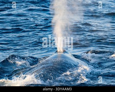 Adulter Blauwal, Balaenoptera musculus, der vor Magdalena Island, Baja California Sur, Mexiko, auftaucht. Stockfoto