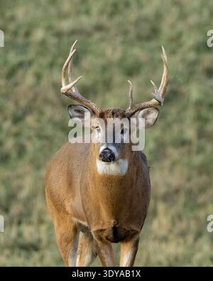 Trophäe Weißschwanzbock (Odocoileus virginianus) mit fehlendem Brauenzinken, der auf einem Herbstfeld warnt. Selektiver Fokus mit Hintergrundunschärfe. Stockfoto