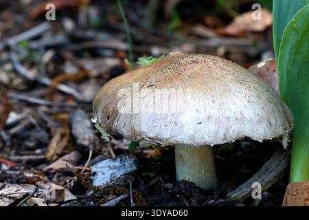 Nahaufnahme eines erröteten Holzpilzes (Agaricus silvaticus) mit einer schuppigen braunen Kappe, die im Herbst auf dem Waldboden wächst. Stockfoto