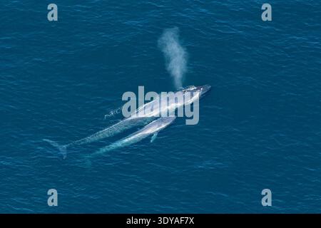 Blauwal, Balaenoptera musculus, Mutter und Kalb, vom Aussterben bedrohte Arten, Kanalinseln National Marine Sanctuary, Kalifornien, USA, Pazifik Stockfoto