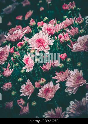 Eine sanft beleuchtete Nahaufnahme eines dicht gepackten rosa Chrysanthemen Arrangements mit Vintage-Ästhetik, die die Essenz natürlicher Schönheit und Ruhe einfängt Stockfoto