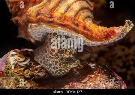 Muschel auf schwarzem Hintergrund, Cymathium alias Cymatium parthenopeum alias Monoplex parthenopeus, Hairy Triton feedin Stockfoto
