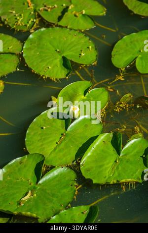 Eine blühende weiße Seerose, umgeben von großen grünen Blättern, schwimmt auf einem dunklen Teich. Aus einem hohen Winkel geschossen, mit Blick auf die Wasserpflanzen. Stockfoto