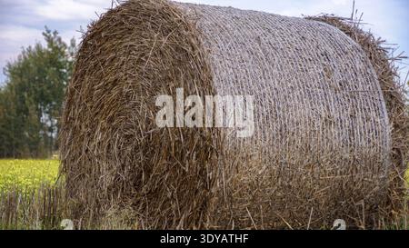 Nahaufnahme eines großen runden Heuballen auf einem sonnendurchfluteten Feld im ländlichen Polen. Stockfoto