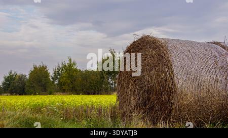 Einzelner runder Heuballen auf einem geernteten goldenen Feld unter einem Sommerhimmel, Polen. Stockfoto