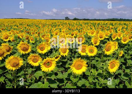 Lavardin: Feld mit bunten gelben Sonnenblumen in Loir et Cher, Frankreich Stockfoto