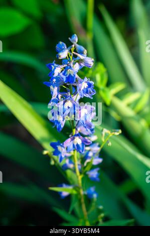 Ein hoher Strang aus leuchtend blauen Delfinen zieht sich in den Himmel, seine Blüten klingen im Sonnenlicht vor einem Hintergrund von tiefgrünem Laub. Stockfoto