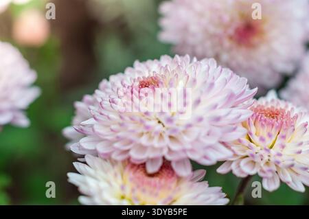 Nahaufnahme der zarten, hellrosa Chrysanthemen-Blüten in voller Blüte. Stockfoto