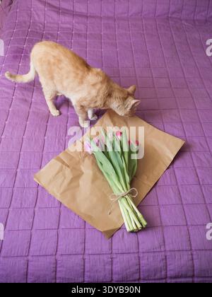Beige Tabby Katze schnüffelnd Lila Tulpenstrauß auf braunem Papier auf Bett mit lila Decke, vertikale flache Lage Stockfoto