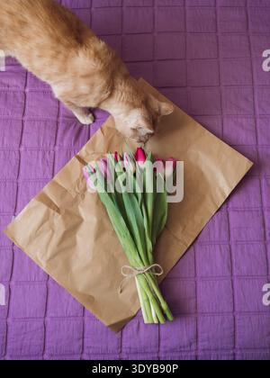 Beige Tabby Katze schnüffelnd Lila Tulpenstrauß auf braunem Papier auf Bett mit lila Decke, vertikale flache Lage Stockfoto