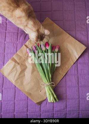 Beige Tabby Katze schnüffelnd Lila Tulpenstrauß auf braunem Papier auf Bett mit lila Decke, vertikale flache Lage Stockfoto