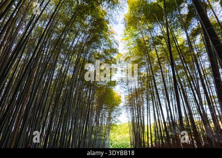 Nach oben sehen Sie hohe Bambusbäume, die grüne Baldachin mit Sonnenlicht und blauem Himmel zwischen Blättern bilden, Kyoto, Japan Stockfoto