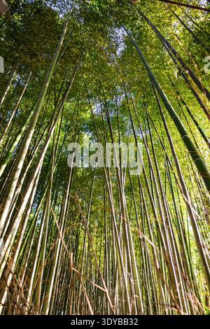 Malerischer Blick vom Boden aus mit Blick auf Bambuswald, natürliches Muster aus hohen Stämmen und üppigem Laub bei Tageslicht, Kyoto, Japan Stockfoto