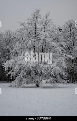 Eine ruhige Winterszene in einem immergrünen Wald in Hamburg, Deutschland, mit schneebedeckten Bäumen und einer ruhigen Atmosphäre. Stockfoto