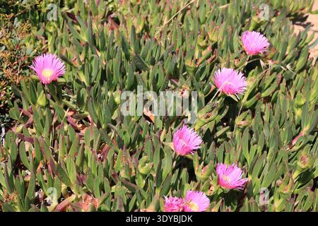 Eispflanze-Hottentot Feige-Carpobrotus acinaciformis am Strand der Algarve, Portugal Stockfoto