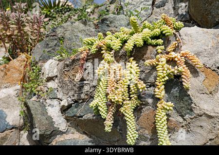 Kaskadierender Sedum morganianum (Burro's Tail) saftiger Draht über eine Natursteinmauer. Nahaufnahme langer, nachlaufender Stiele mit fleischigem Blau-Grün und Stockfoto