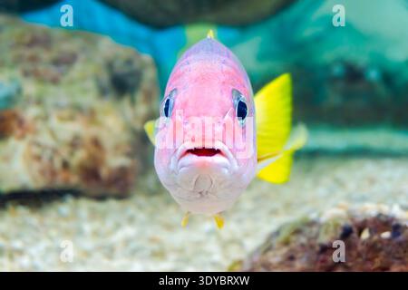 Ein Blick aus der Nähe auf eine Royal Gramma (Gramma loreto) in einem Aquarium, die ihre lebhafte violette bis gelbe Färbung und eine nach vorne gerichtete Haltung zeigt, die dem verleiht Stockfoto