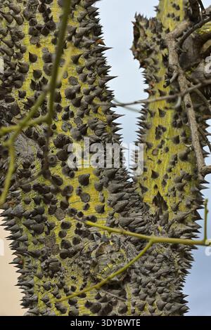 Ceiba speciosa (Seidenseidenbaum) Stamm mit Stacheln, Malaga Spanien. Stockfoto