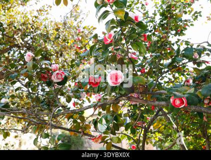 Wunderschöner blühender Kamelia japonica Baum in einem Frühlingsgarten mit atemberaubenden rosa und weißen Blumen mit purpurroten Streifen. Dies Stockfoto