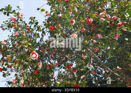 Wunderschöner blühender Kamelia japonica Baum in einem Frühlingsgarten mit atemberaubenden rosa und weißen Blumen mit purpurroten Streifen. Dies Stockfoto