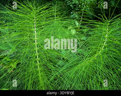 Großer Schachtelhalm (Equisetum telmateia), der im Wald, Kroatien, wächst Stockfoto