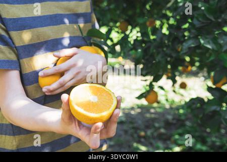 Der Junge hält eine halbe saftige Orange in den Händen. Schneiden Sie Orange aus einem Zweig. Köstliche und reife Zitrusfrüchte zur Erntezeit. Orangenerntezeit in der Türkei. || Modell freigegeben Stockfoto