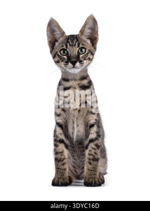Süßes schwarzes, tabby gepunktetes Savannah-Katzenkätzchen, das vorne sitzt. Blick direkt auf die Kamera. Isoliert auf weißem Hintergrund. Stockfoto