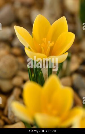 Crocus 'Romance' Syn Crocus chrysanthus 'Romance' March Stockfoto