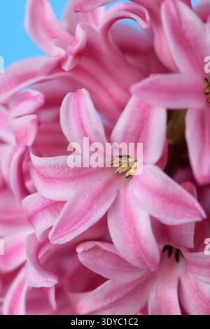Hyacinthus orientalis 'Fondant' Hyazinth March Stockfoto