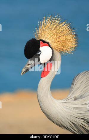 Gekrönter Kran in Safari. Israel Stockfoto