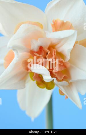 Narcissus 'Replete' Narzissen Division 4 Double Stockfoto