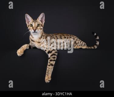 Die junge Savannah-Katze liegt seitlich, mit der Pfote über dem Rand. Blick auf die Kamera. Isoliert auf schwarzem Hintergrund Stockfoto
