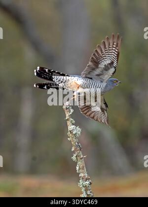 Kuckuck, der Thursley Common Surrey abhebt Stockfoto