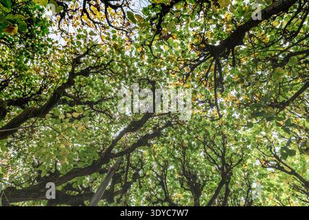 Das sind die Kronen der Lindenallee im Herbst. Stockfoto