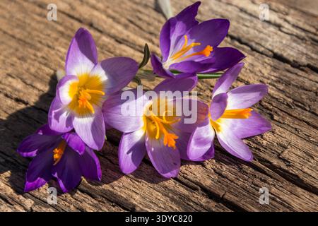 Violette Krokusblüten auf rustikalem Holzhintergrund. Frühlingsblumen. Grußkarte zum Valentinstag, Frauentag und Muttertag Stockfoto