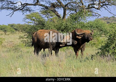 Cape Buffalo (Syncerus Caffer), Erwachsene, soziales Verhalten, zwei Büffel, Mokala Nationalpark, Nordkap, Südafrika Stockfoto