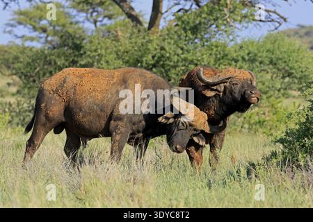 Cape Buffalo (Syncerus Caffer), Erwachsene, soziales Verhalten, zwei Büffel, Mokala Nationalpark, Nordkap, Südafrika Stockfoto