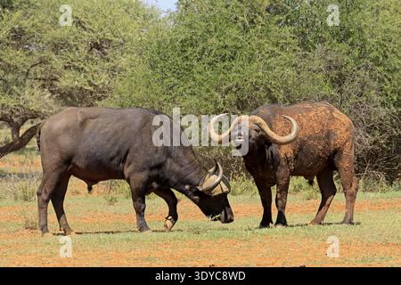 Cape Buffalo (Syncerus Caffer), Erwachsene, auf der Suche nach Nahrungsmitteln, zwei Büffel, Mokala-Nationalpark, Nordkap, Südafrika Stockfoto