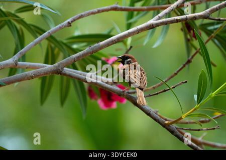 Eurasischer Baumsperling, der auf einem Baumzweig sitzt, mit grünen Blättern und weichem Hintergrund Bokeh bei natürlichem Tageslicht, Wildvogel im tropischen Garten. Stockfoto
