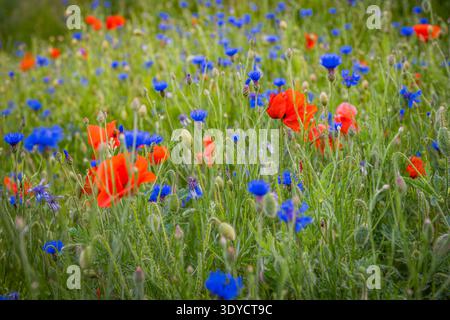 Wildblumenwiese mit rotem Mohn und blauen Kornblumen in Litauen Stockfoto