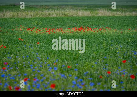 Wildblumenwiese mit rotem Mohn und blauen Kornblumen in Litauen Stockfoto