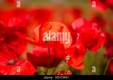 Leuchtend roter Mohn in voller Blüte, Litauen Stockfoto