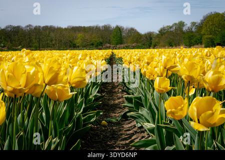 Gelbe Tulpen Feld Stockfoto
