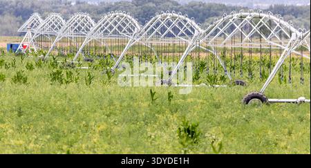 Kommerzielle Bewässerungsanlage, weiße Bewässerungsstation auf dem Feld Stockfoto