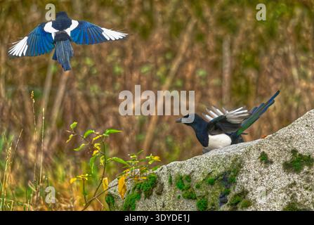 Eurasische Elster Stockfoto